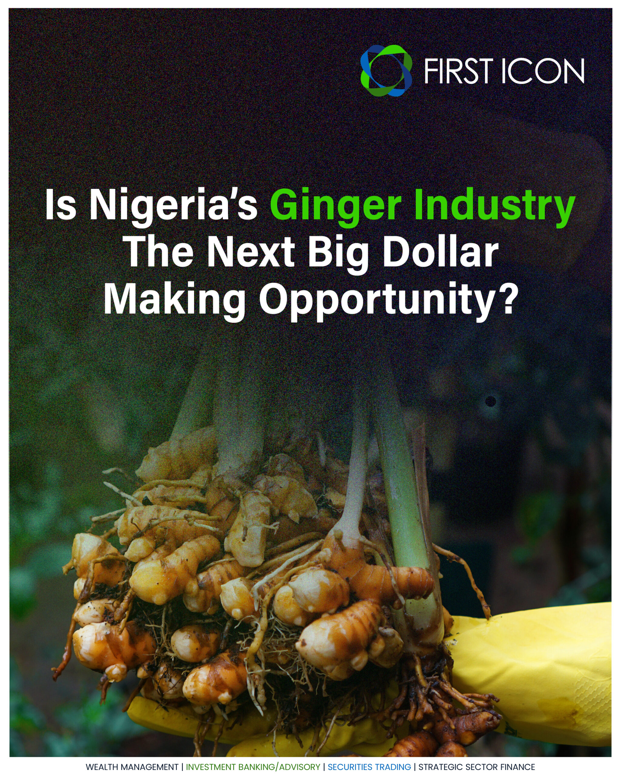 Nigeria’s Ginger Industry: A Goldmine Waiting to Be Explored